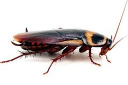 Cockroaches Control West Delhi