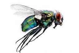 Flies Control West Delhi