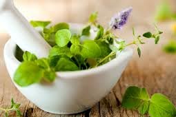 Herbal Pest Control West Delhi