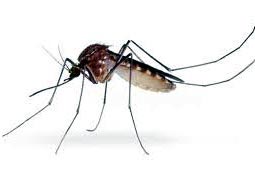 Mosquito Control West Delhi