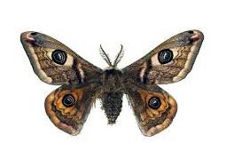 Moths Control West Delhi