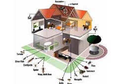 Pest Control West Delhi