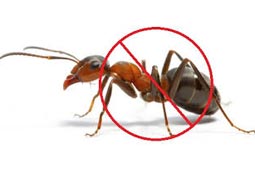 Pest Control West Delhi