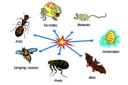 Pest Control West Delhi