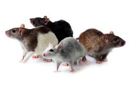 Rats Control West Delhi