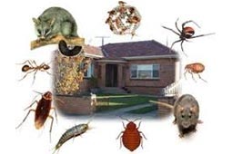 Residential Pest Control West Delhi
