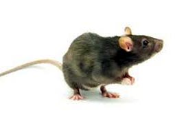 Rodent Control West Delhi