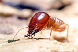 Pest Control West Delhi Services