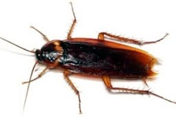 Pest Control West Delhi Services