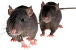 Pest Control West Delhi Services