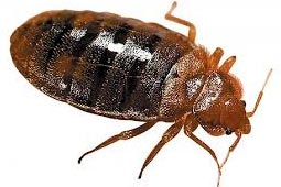 Pest Control West Delhi Services