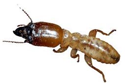 Termite Control West Delhi