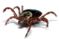 Ticks Control West Delhi