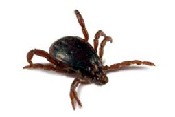 Ticks Control West Delhi