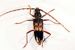 Wood Borers Control West Delhi