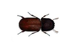 Wood Borers Control West Delhi